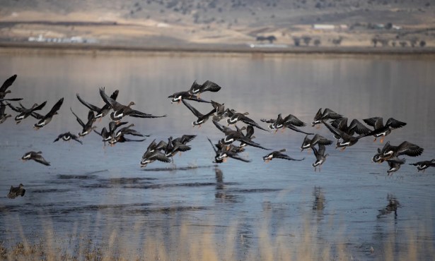 A California Child Tested Positive for Bird Flu. Here’s Why This Case Is Different